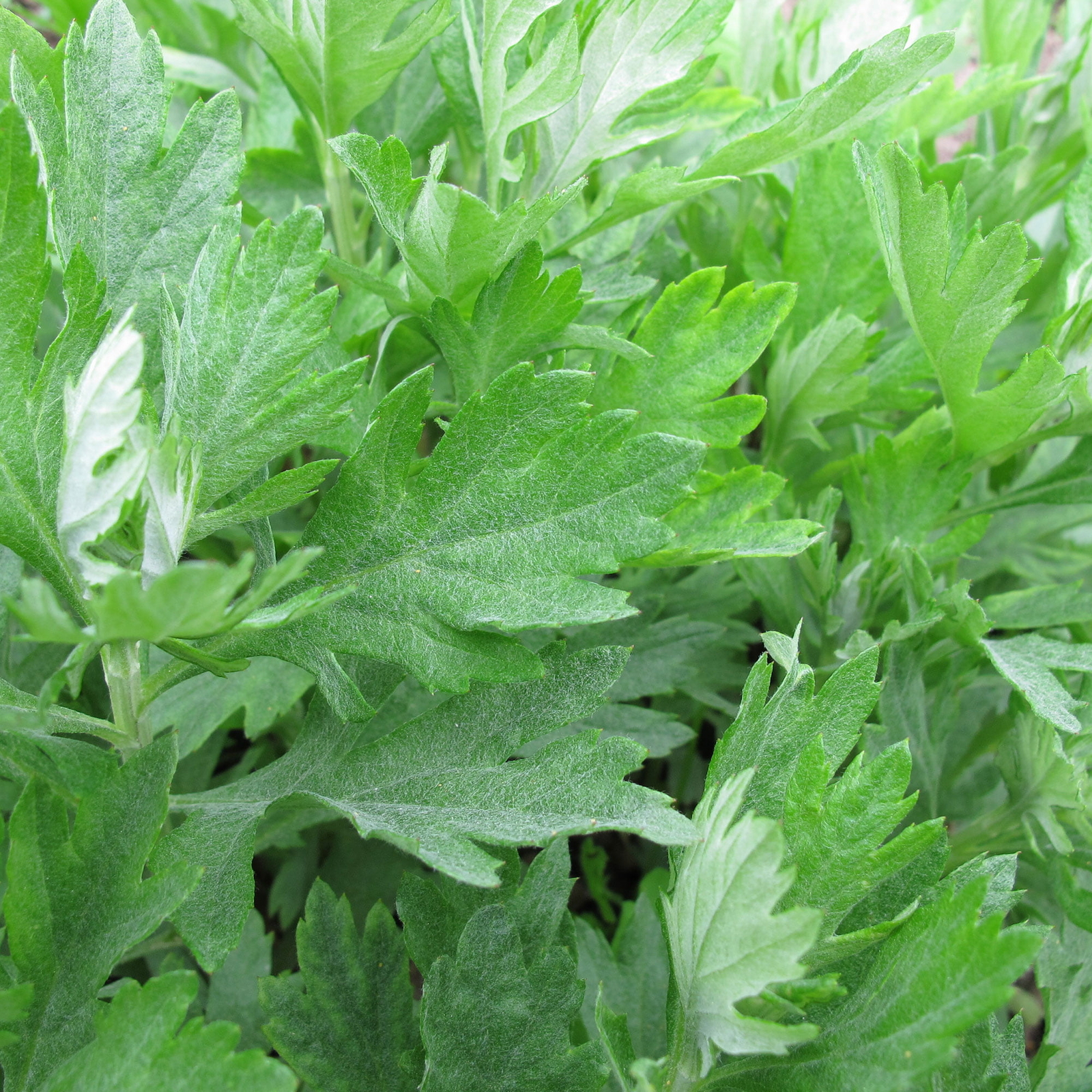 Mugwort Seeds 500+ Artemisia Vulgaris Medicinal Herb HEIRLOOM USA FREE S&H