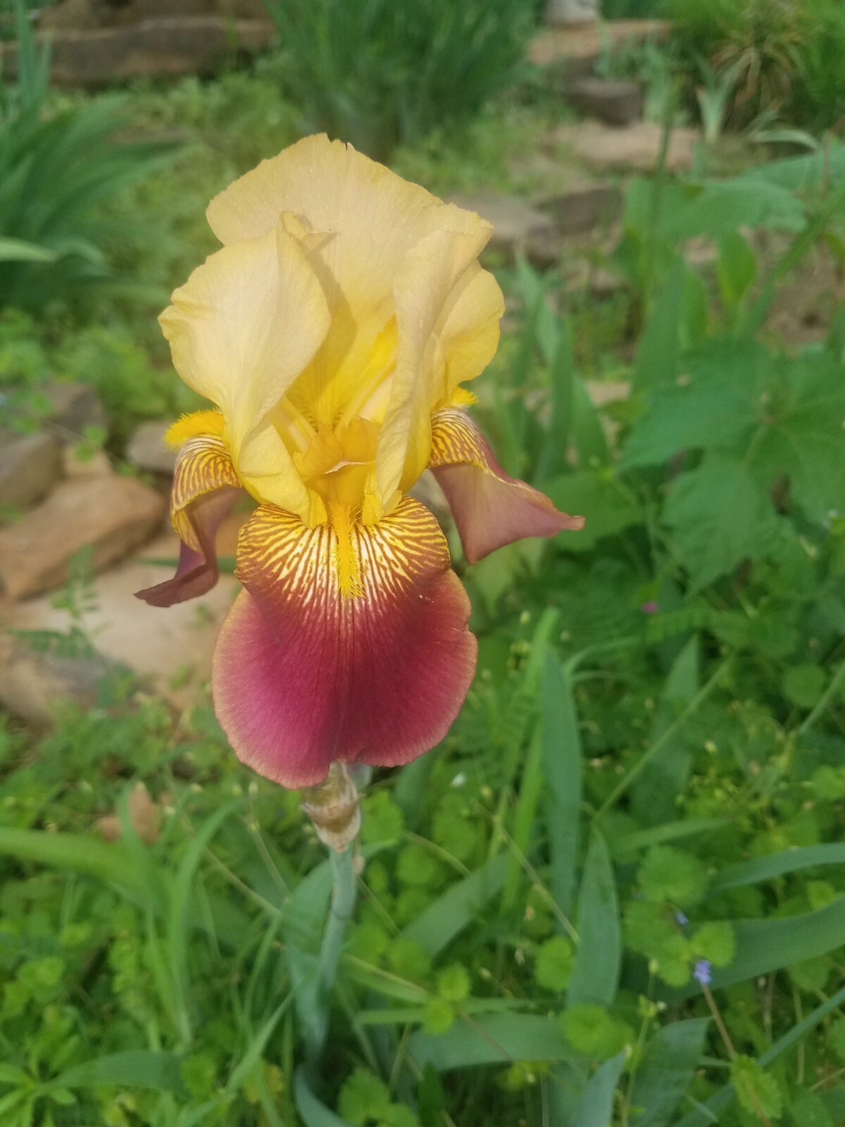 10 Mixed Iris Rhizomes – Random Colors – Easy Perennials – Free Shipping