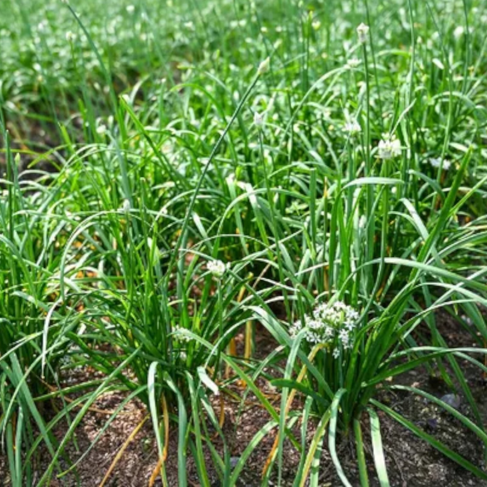 500 Garlic Chive Seeds for Planting – Heirloom, Non-GMO Chinese Chives