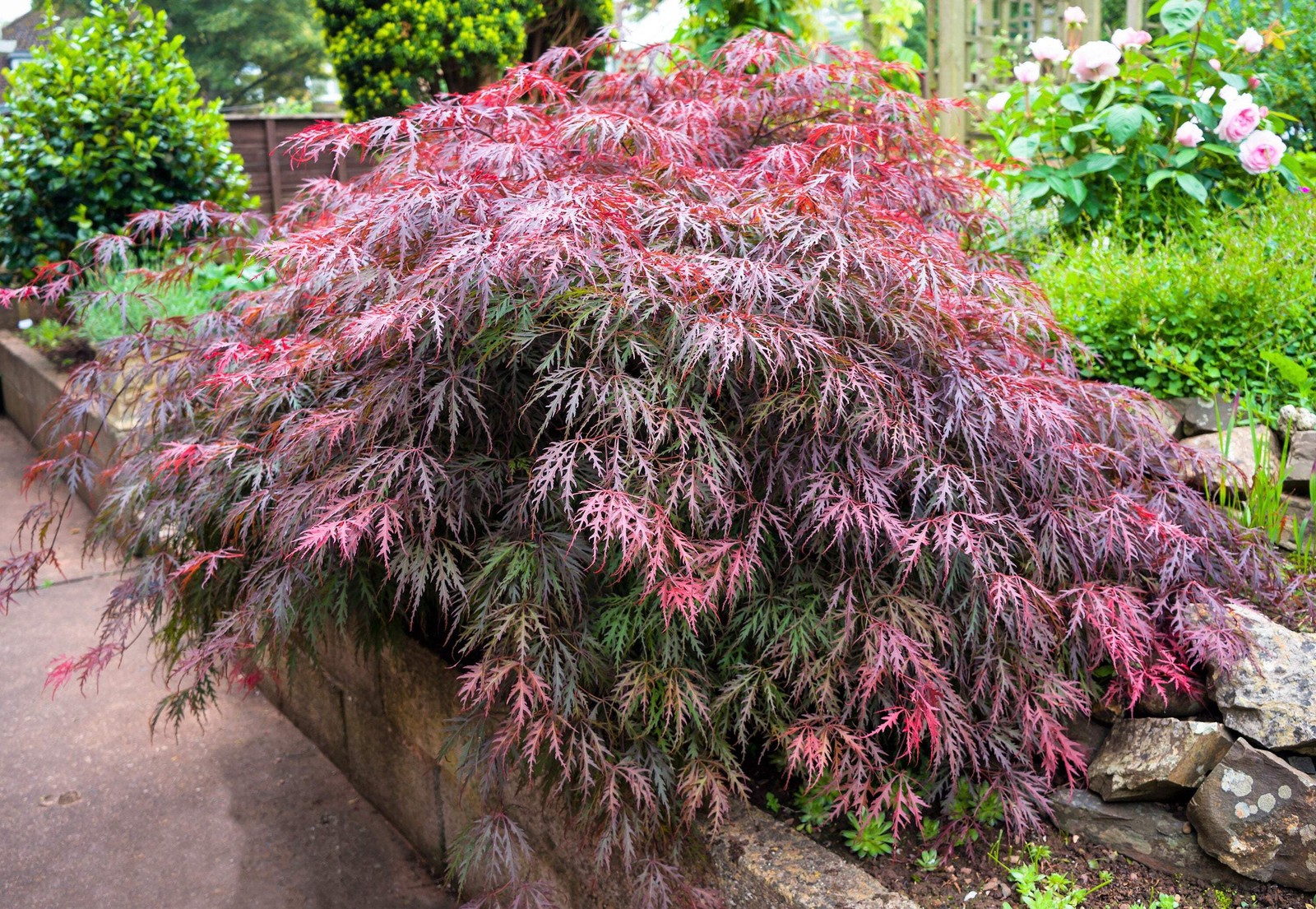10 Red Dwarf Japanese LACELEAF MAPLE Tree Acer Palmatum Atropurpureum Seeds