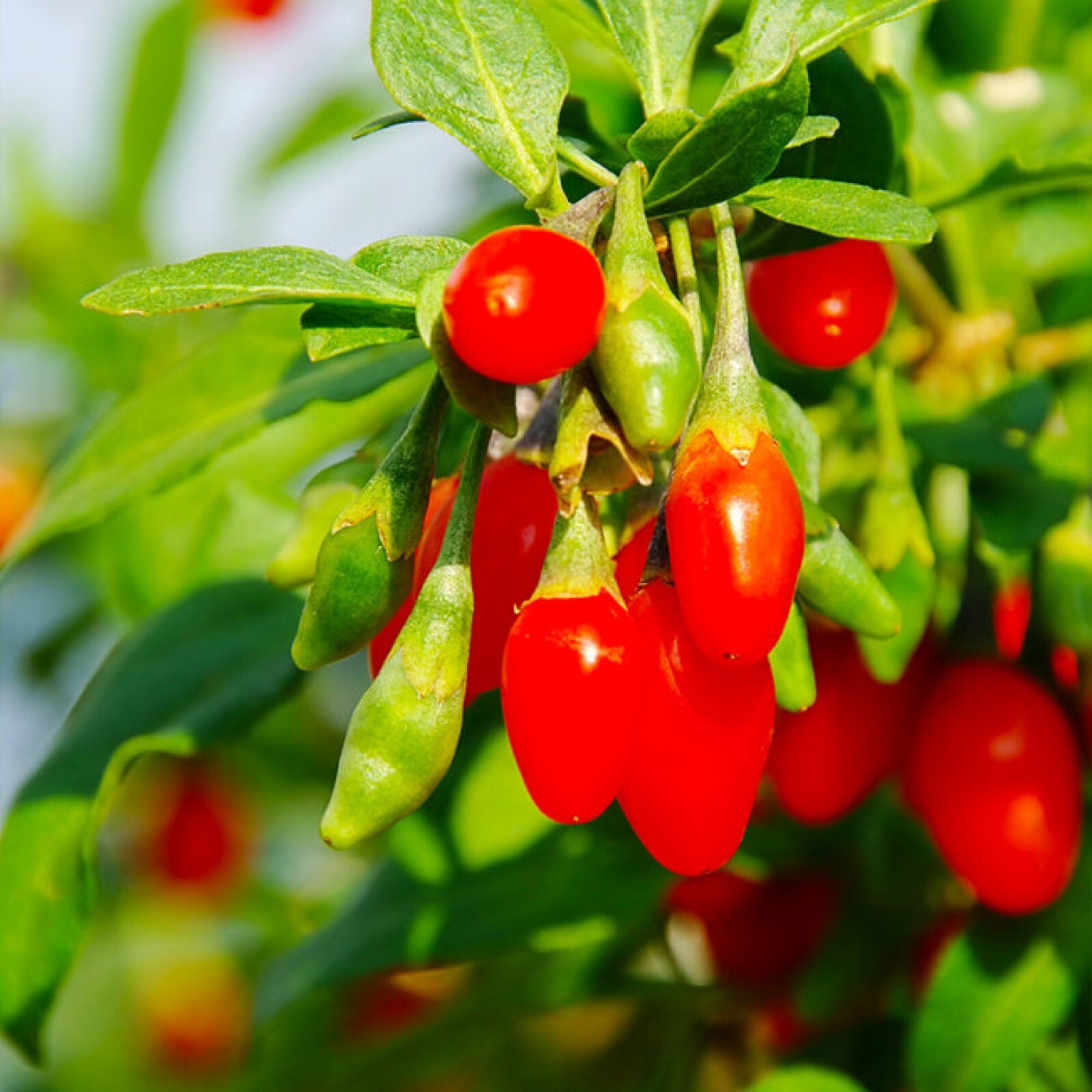 Phoenix Tears Goji Berry 2.5” container, dormant, no leaves