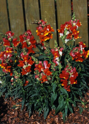 Snapdragon Snappy Orange-White 1,000 seeds
