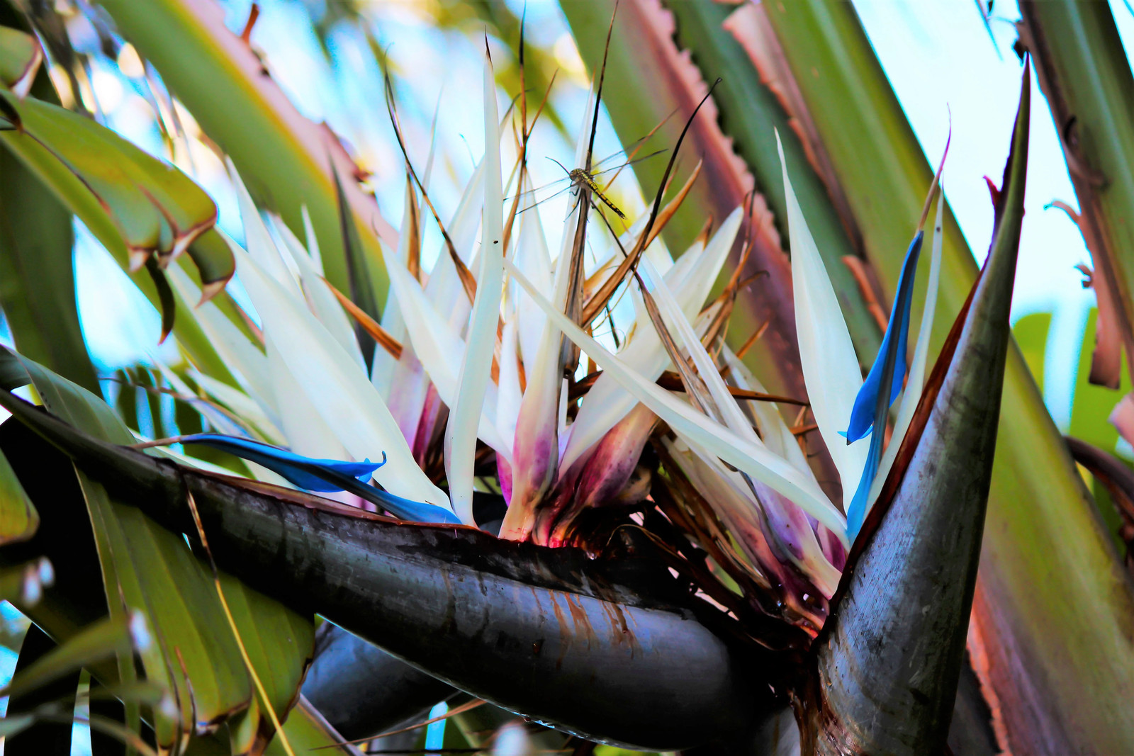 5 GIANT BIRD OF PARADISE Strelitzia Nicolai Wild Banana White Crane Flower Seeds