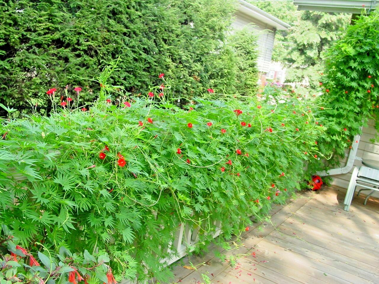 41+CYPRESS VINE Flower Seeds Climbing Flowering Vine Summer Garden Container