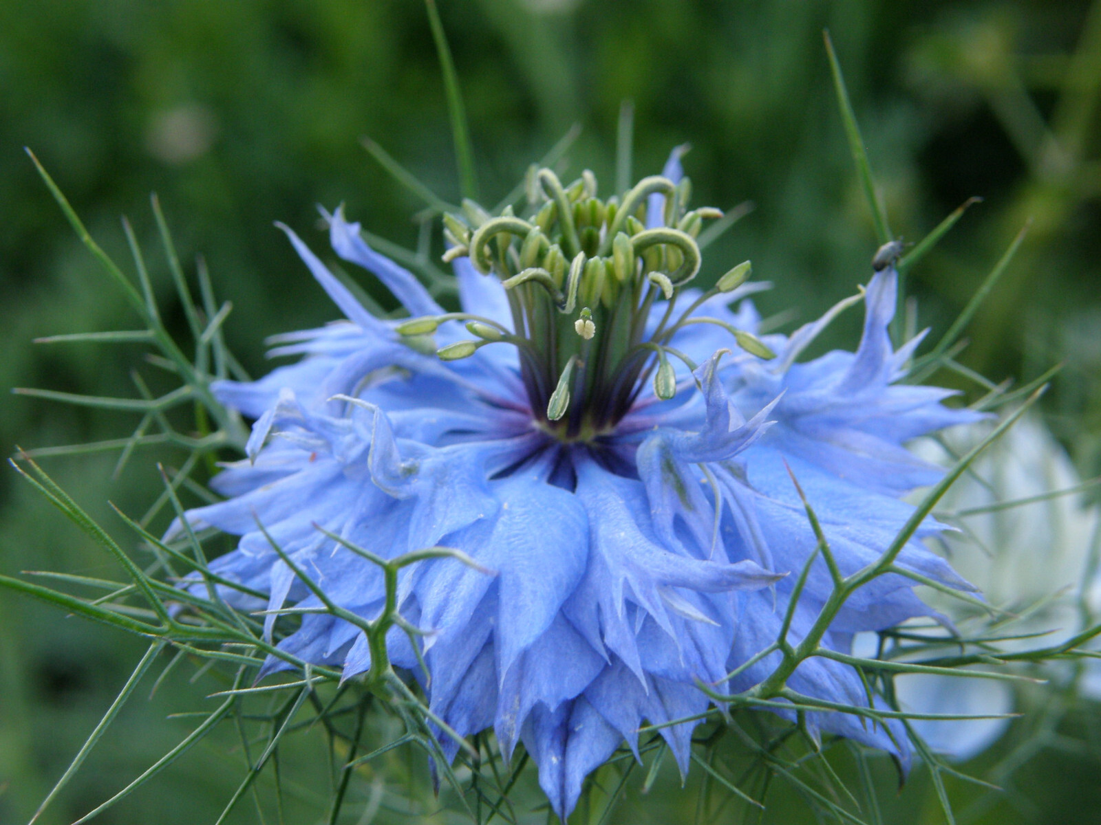 Nigella Damascena – Love in the MIst – Jewels Indigo seed