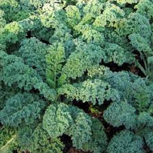 Premium Blue Curled Scotch Kale – Fresh Organic Heirloom Seed Buy any 3, 20% off