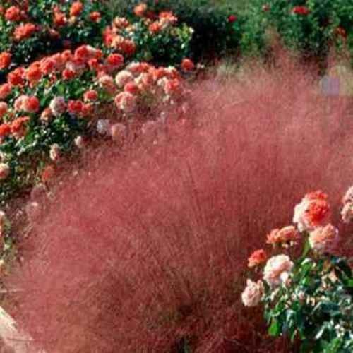 100 Seeds Drought Tolerant Muhlenbergia Ruby Muhly Ornamental Grass Plant Seeds