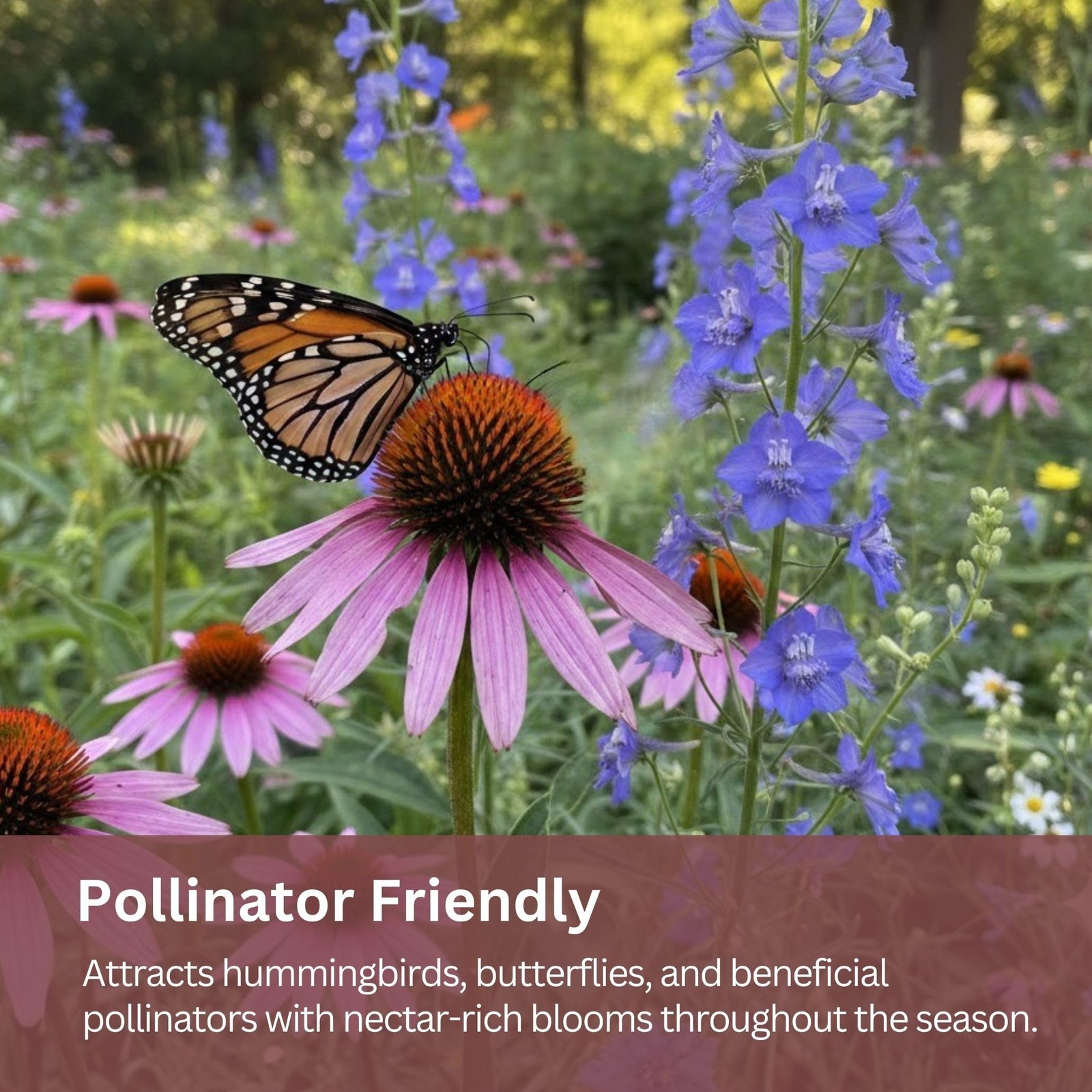 Butterfly and Hummingbird Wildflower Mix – 30,000+ Seeds – 1 oz Bulk Extra La…