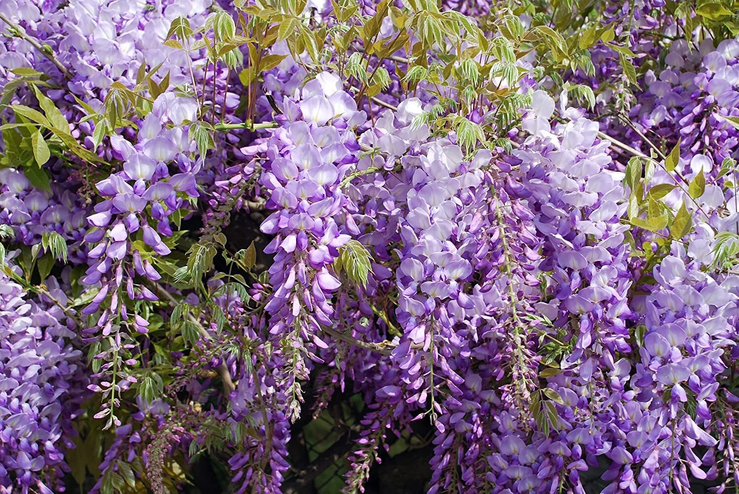Exotic Chinese Wisteria Vine Seeds, 10 Pack – Wisteria sinensis – 10 Seeds to Gr