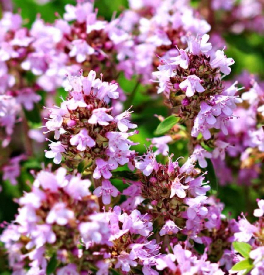 1000+ Creeping Thyme Seeds **Fresh Seeds** ~~Free Shipping~~