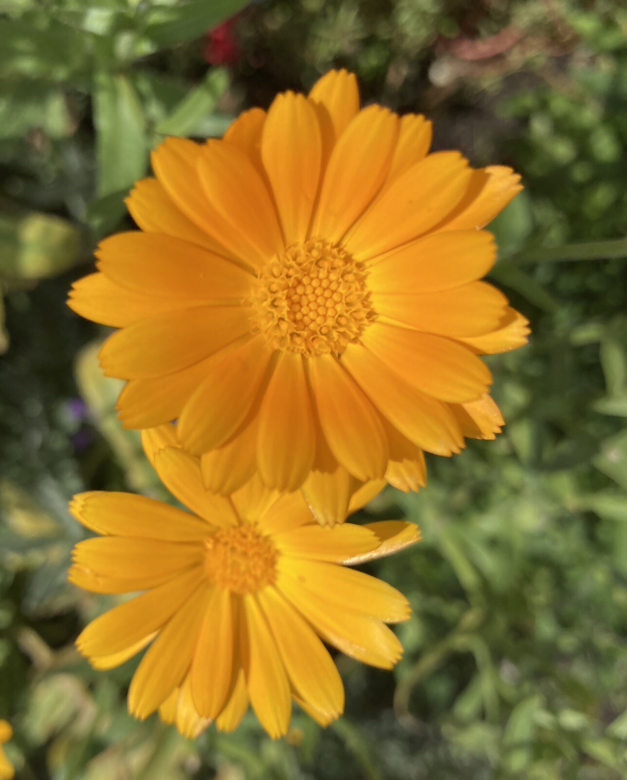 Pot Marigold, Calendula officinalis seeds 50ct, great companion plant!