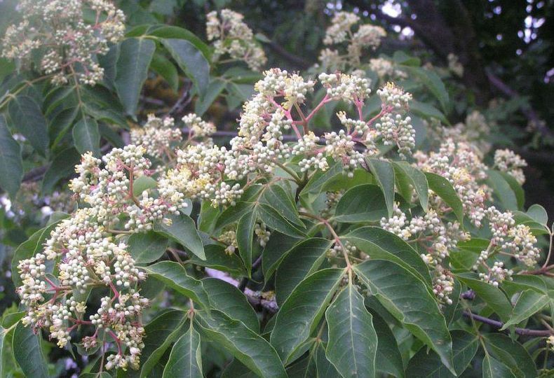 Korean Evodia | Bee-Bee Tree (Tetradium daniellii) Honeybees & Apiarists delight