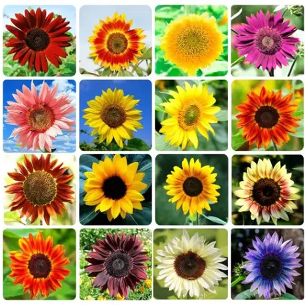 Bulk Sunflower Seeds for Planting – Heirloom NonGmo Flower Seeds for Home Garden