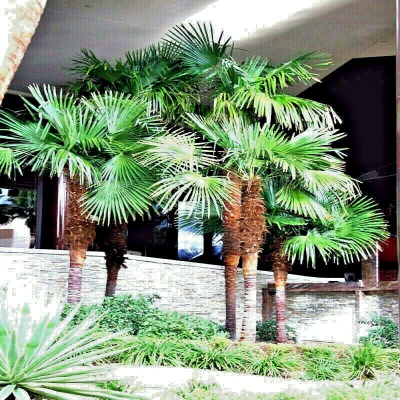 10 WINDMILL FAN PALM Tree Seeds Trachycarpus Fortunei MOST COLD HARDY Palm Plant