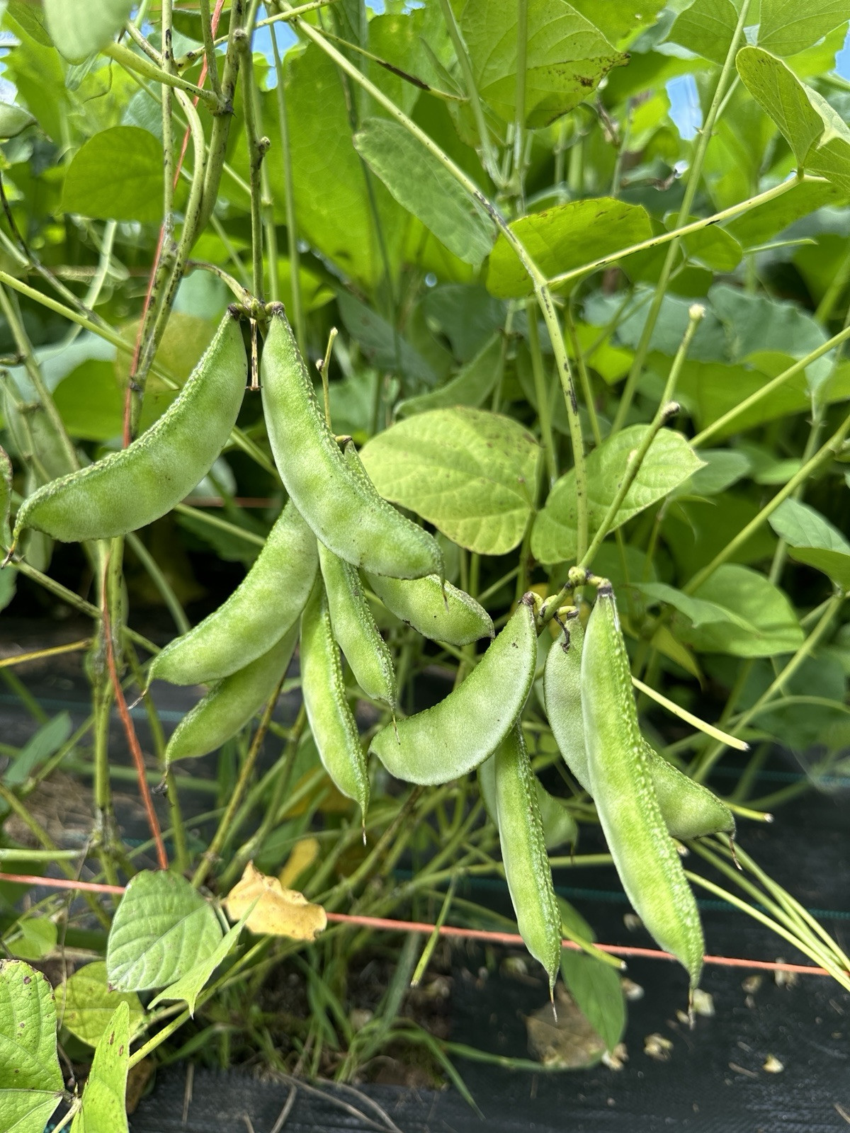 Country Bean IPSA -2 || Medium Plant Bangladeshi Shim || Short Season 8 Seeds