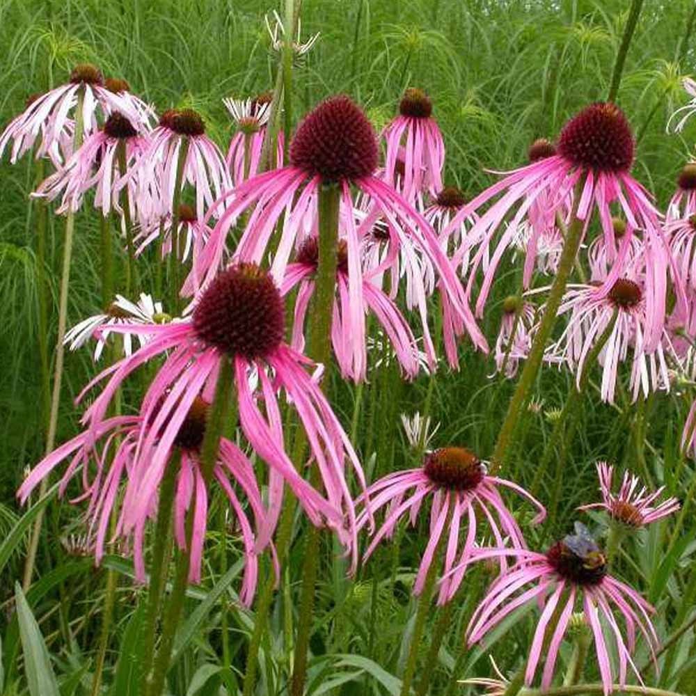 Pale Purple Coneflower Seeds 50+ Echinacea Pallida USA FREE S&H PERENNIAL
