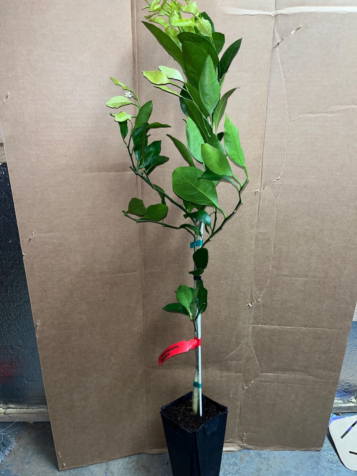 California only!! Tango Mandarin Tree 24-36 inches tall, grafted dwarf tree
