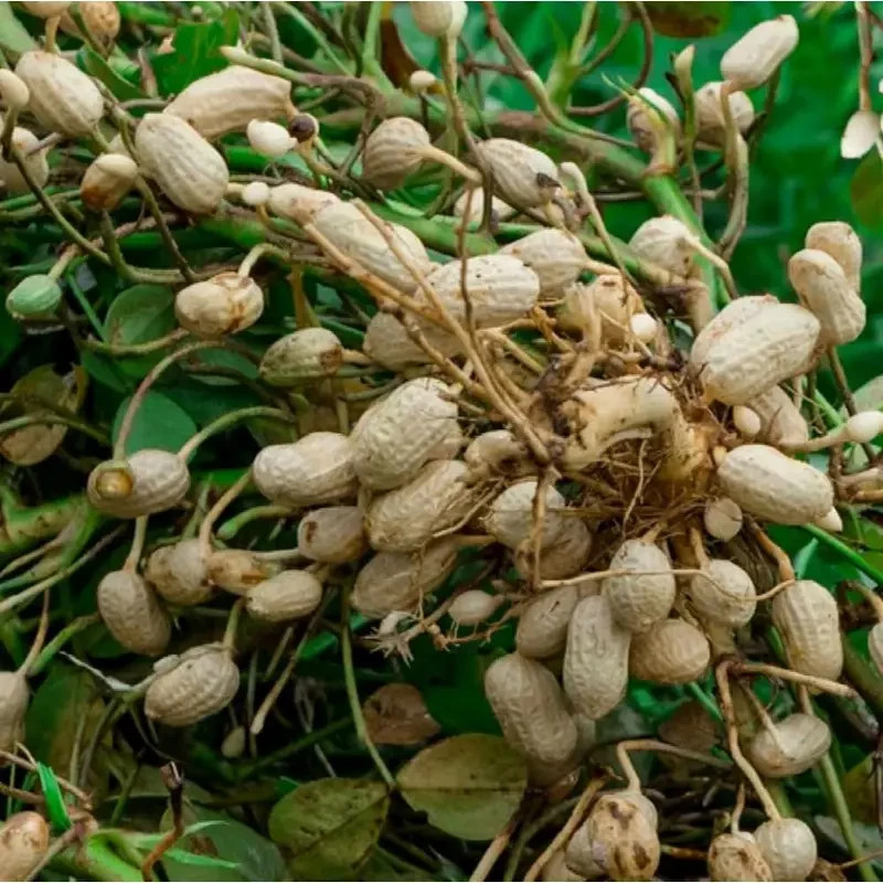 Peanuts, Tennessee Red – Heirloom Seeds – Valencia – 25 seeds
