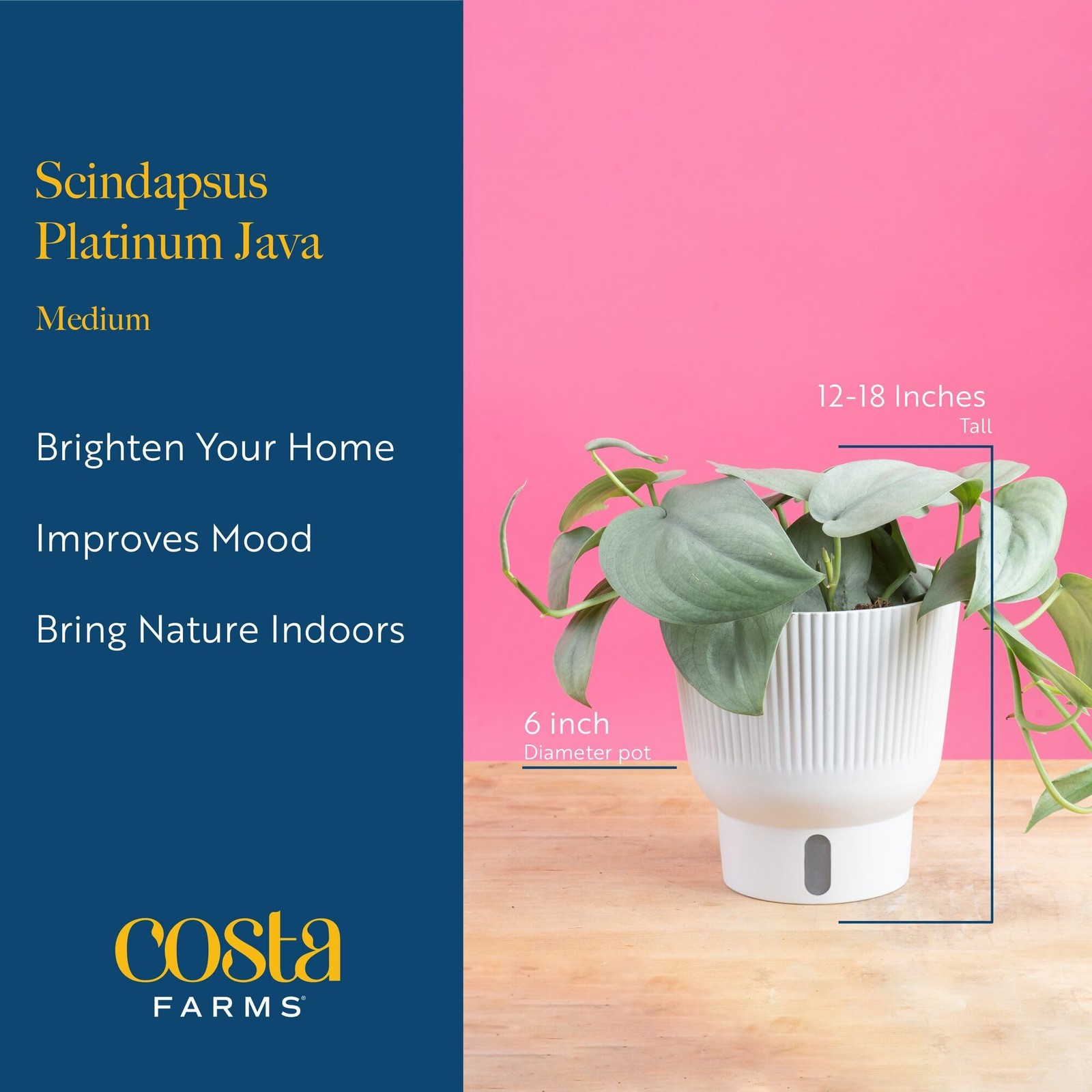 Scindapsus Platinum Java Plant in SelfWatering Pot – Ideal Indoor Decor Gift