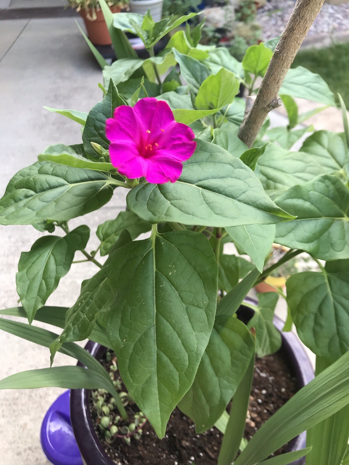 Mirabilis jalapa 4 o’clock seeds magenta pink 25 SEEDS
