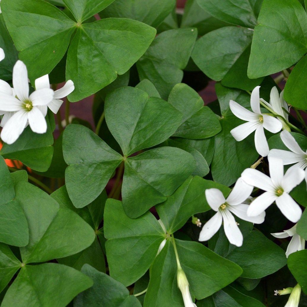 Oxalis Regnellii Lucky Shamrock 20 Flower Bulbs – White Blooms & Green Foliage