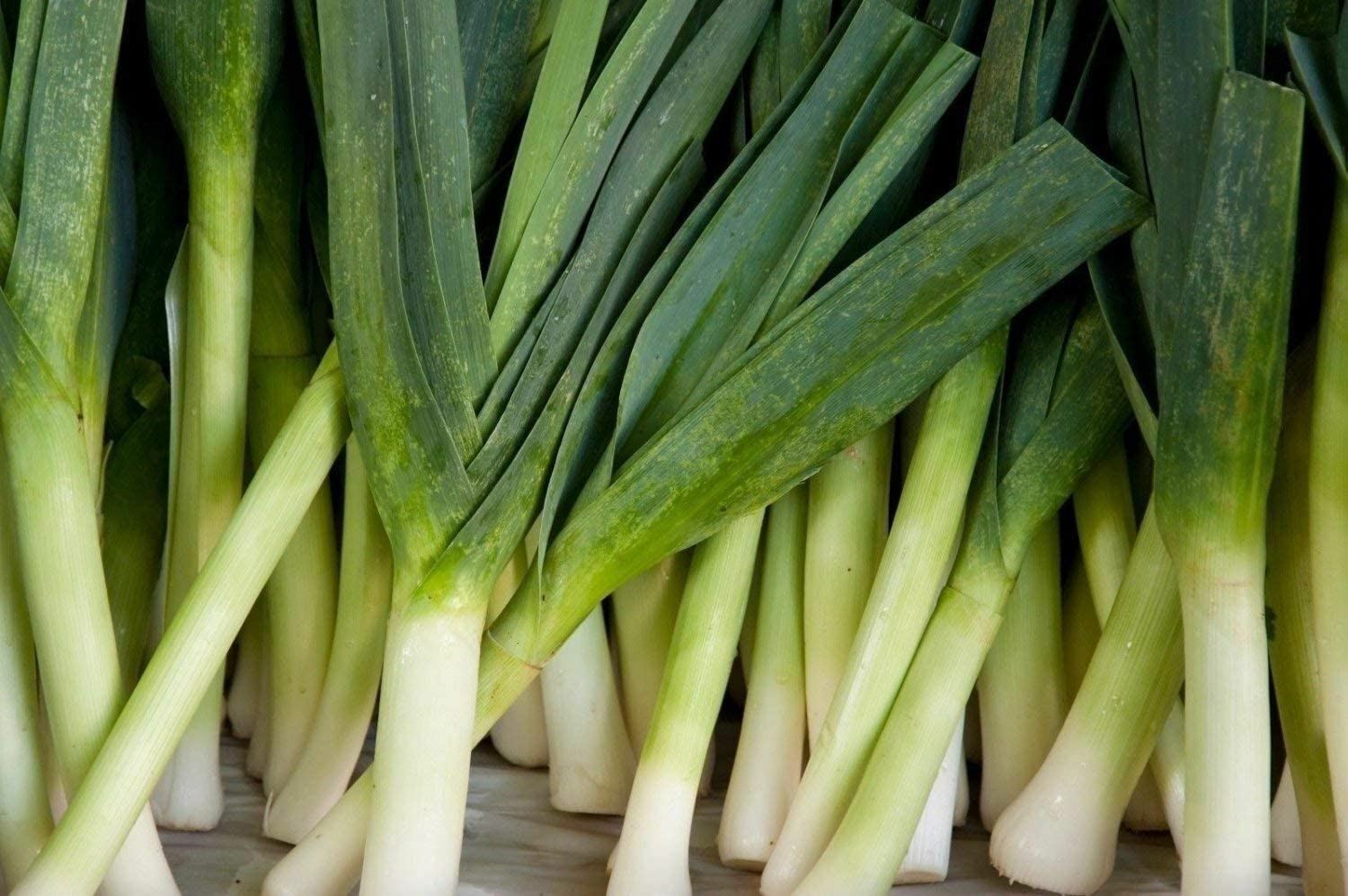 Leek Seeds, American Flag Leek Seeds, “COOL BEANS N SPROUTS” Brand. Home Garden