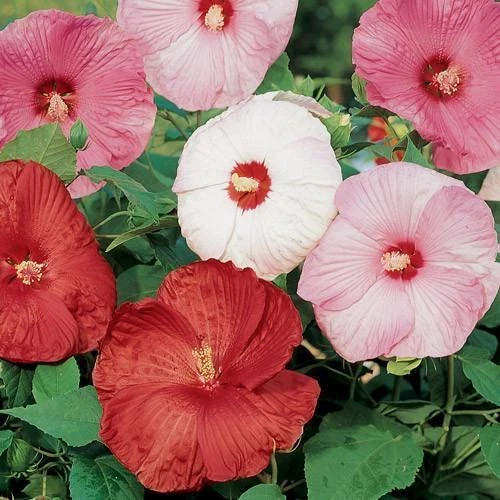 50+ Hibiscus Luna seed mix, red/white/pink, Fresh USA Seller, Free Shipping.