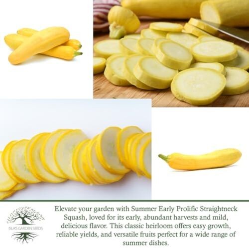 Early Prolific Yellow Straightneck Summer Squash Seeds for Planting, 50+