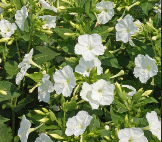 Four O’Clock WHITE PURITY Mirabilis jalapa Night Blooms USA Non-GMO 25 Seeds!