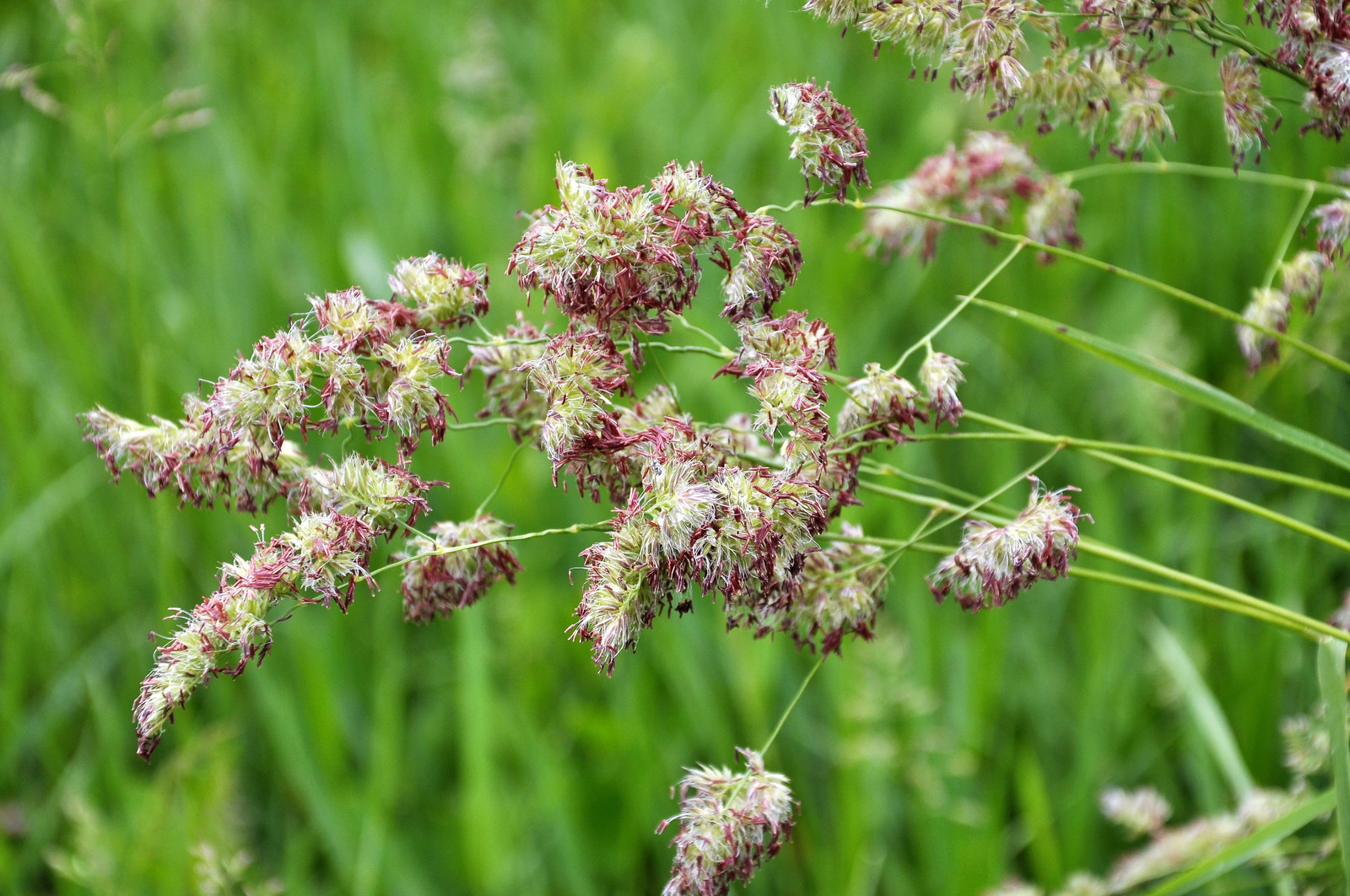 3000 QUICKDRAW ORCHARDGRASS Dactylis Glomerata Sun Shade Bunchgrass Seeds
