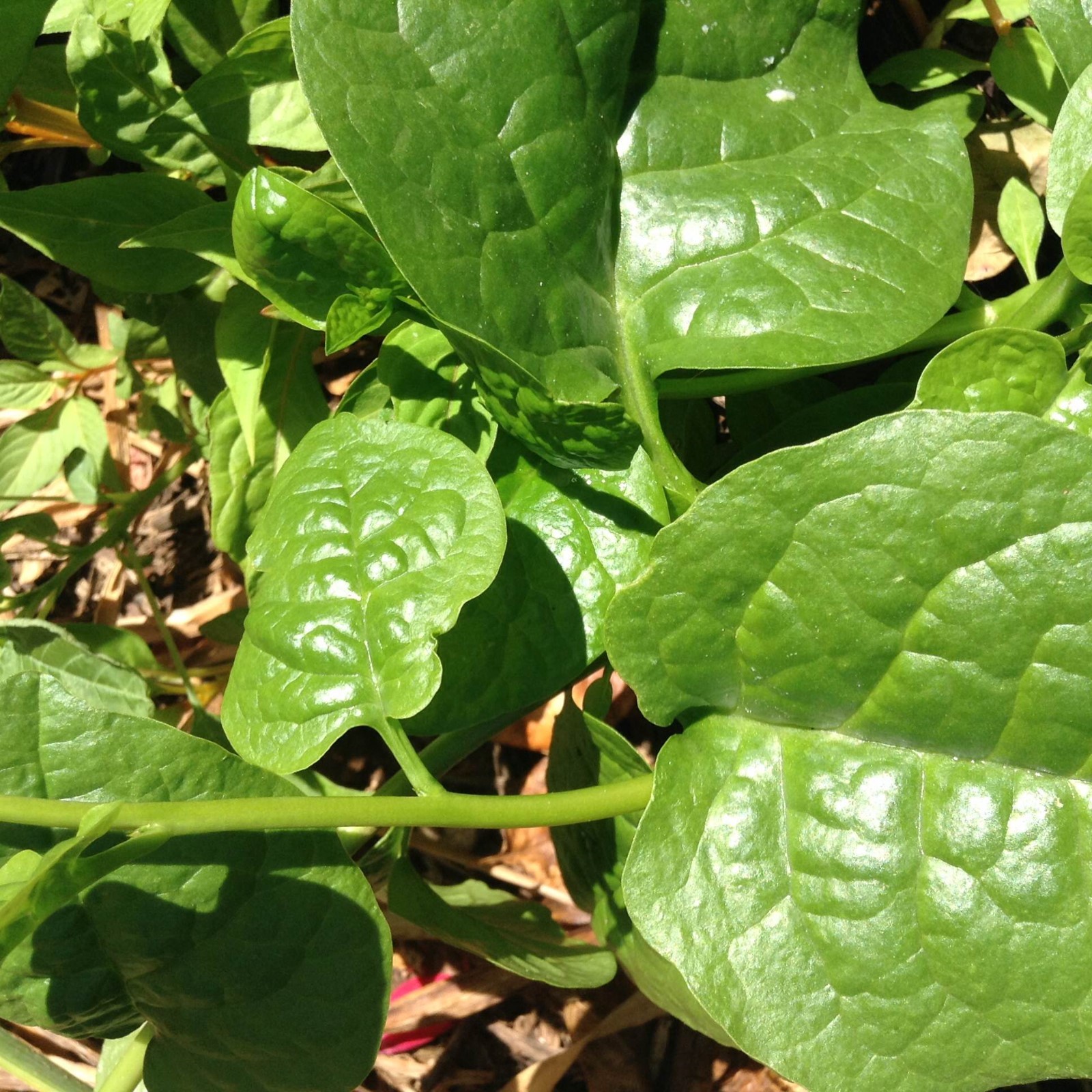 100 Organic Green Malabar Spinach Seeds for 2022 Healthy Delicious Vegetable