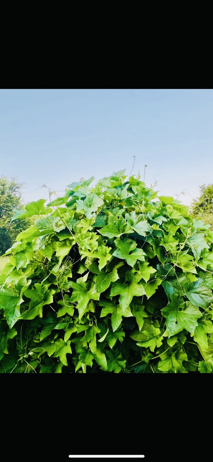 Luffa (Loofah) Gourd Seeds 30 Piece Non-GMO Organic.