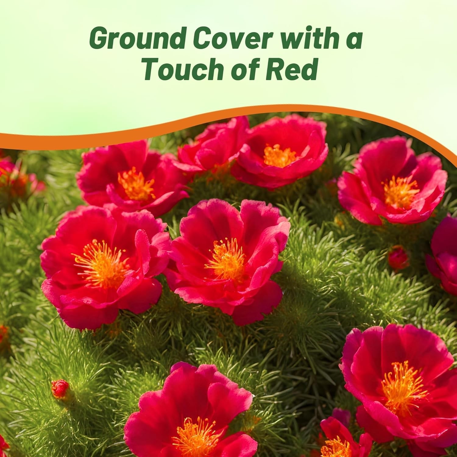 10000 Seeds Drought Tolerant Red Moss Rose Portulaca Ground Cover Plant Seed