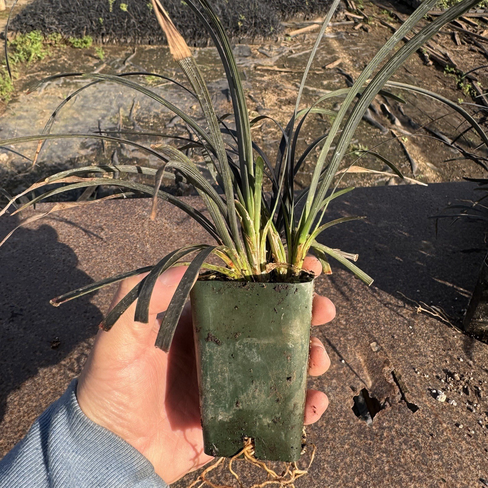 2 IN PACK, Black Mondo Grass, Ophiopogon planiscapus ‘Nigrescens’,TWO LivePlantS