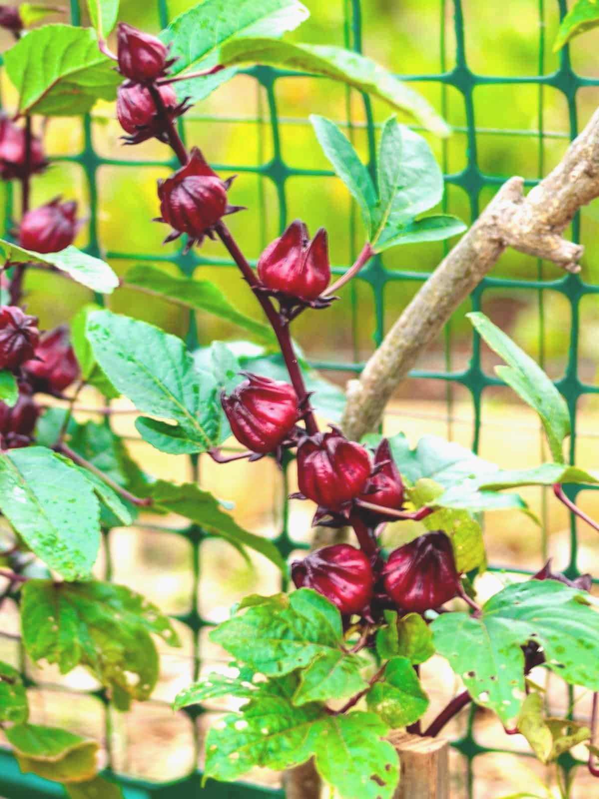 🌱NEW! Heirloom Roselle/ Florida Cranberry/ Jamaica sorrel Flower 20 Seeds