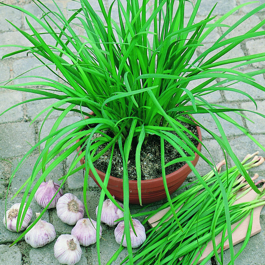 300 GARLIC CHIVE SEEDS NON – GMO FRESH FRESH HARVEST FOR 2024 GARDENS