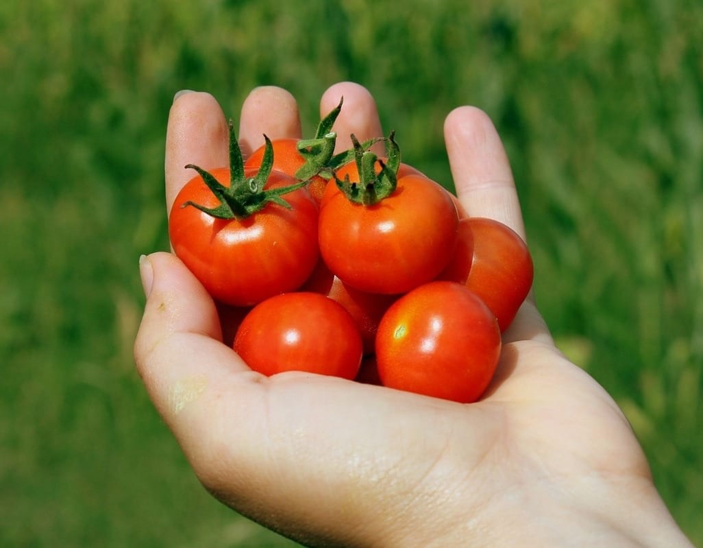 15 Organic Large Red Cherry Tomato Seeds