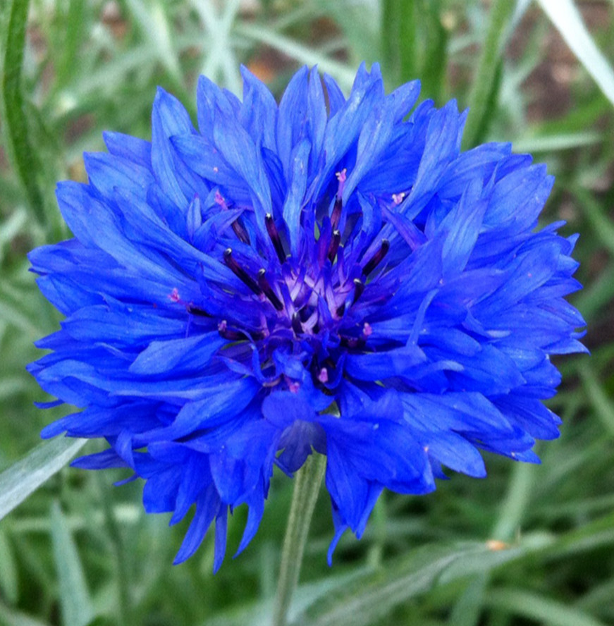 DWARF BLUE BACHELOR BUTTON SEEDS 400+CORNFLOWER flower GARDEN Centaurea Cyanus