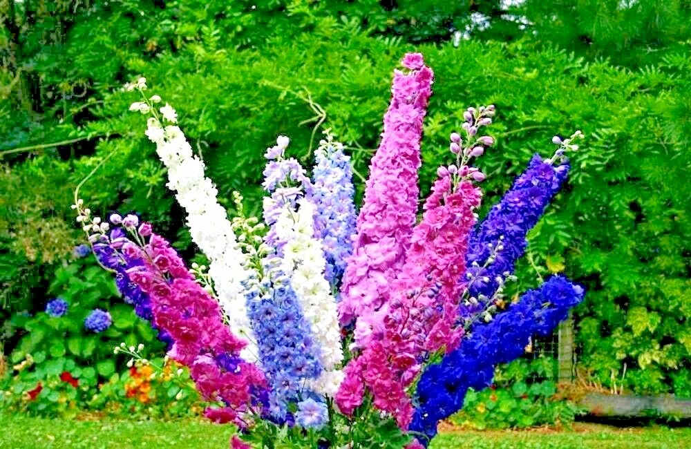 601+LARKSPUR Rocket IMPERIAL Mix Seeds Native Wildflower Cut Flowers Pollinators