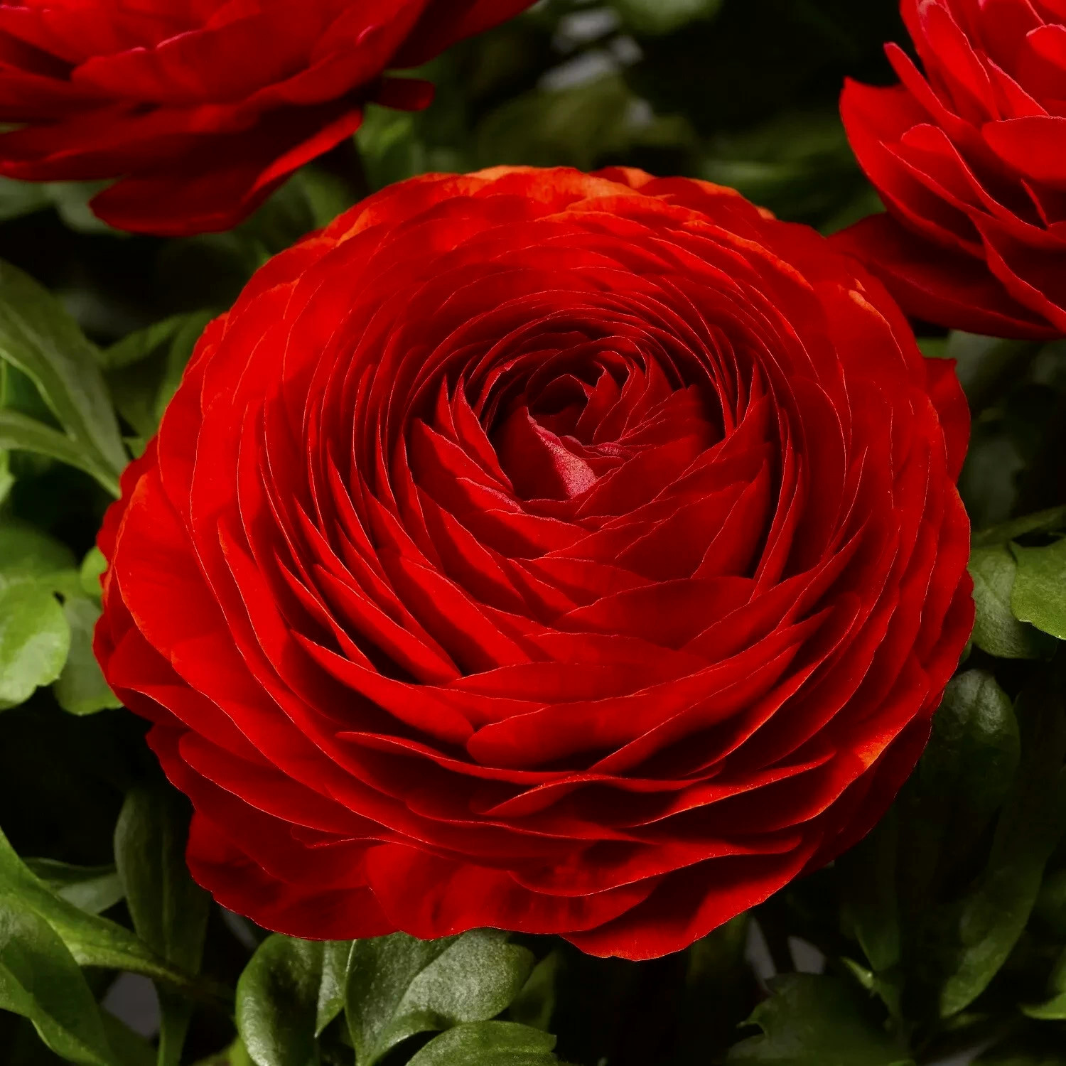 Ranunculus Flower Bulbs Quality 15 Red Corms Peony Rose Wedding Bouquet Flowers