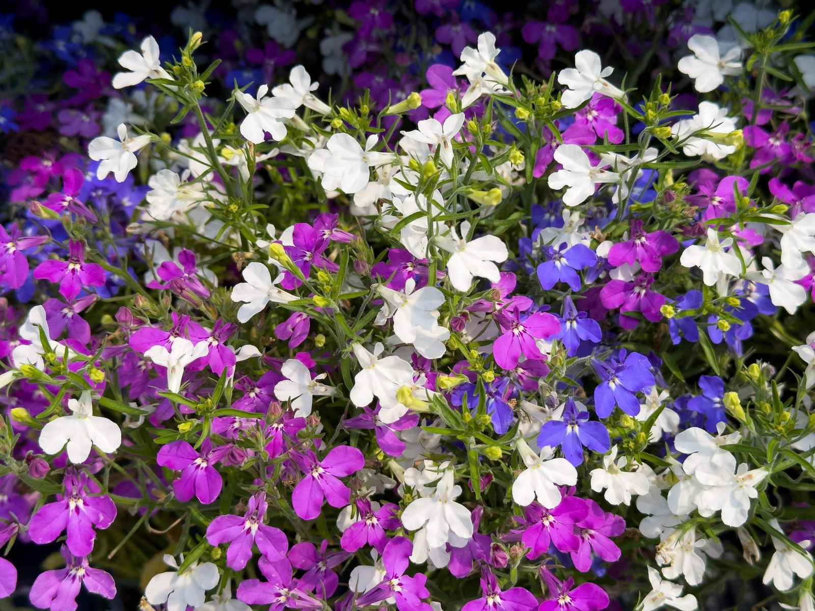 200 MIXED COLORS LOBELIA Regatta Lobelia Erinus Flower Seeds