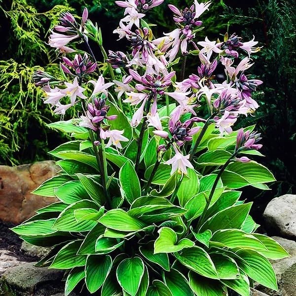 310+ Mixed Color Hosta Seeds for Planting – Hostas Seeds Rare Perennial, Flower