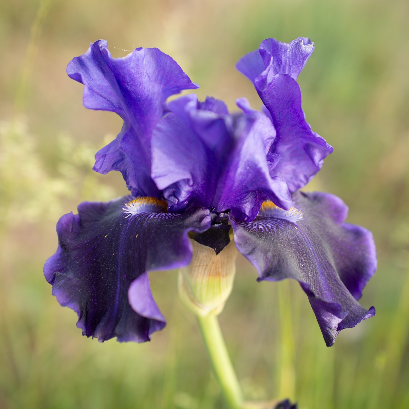 **BLUE BARON* Tall Bearded Iris. Pre-Order, Fresh Dig, Combined Ship: Jul – Sep