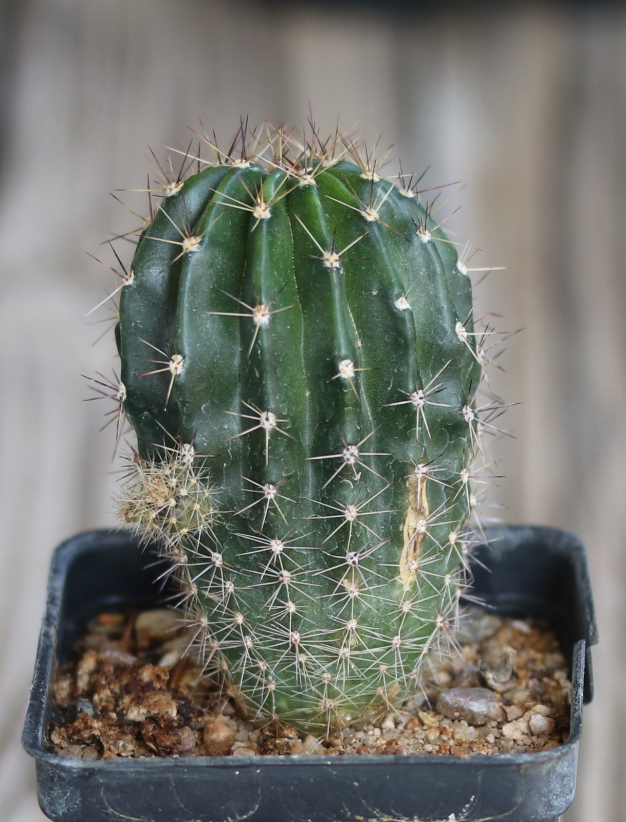 Echinopsis hybrid ‘Candy Cream’