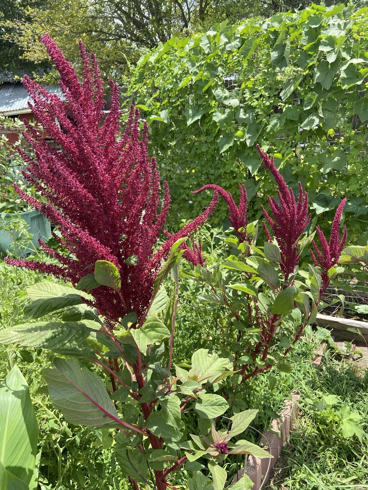 Amaranth – 100+ Fresh Seeds – Red Garnet GORGEOUS Blooms!! FREE Shipping