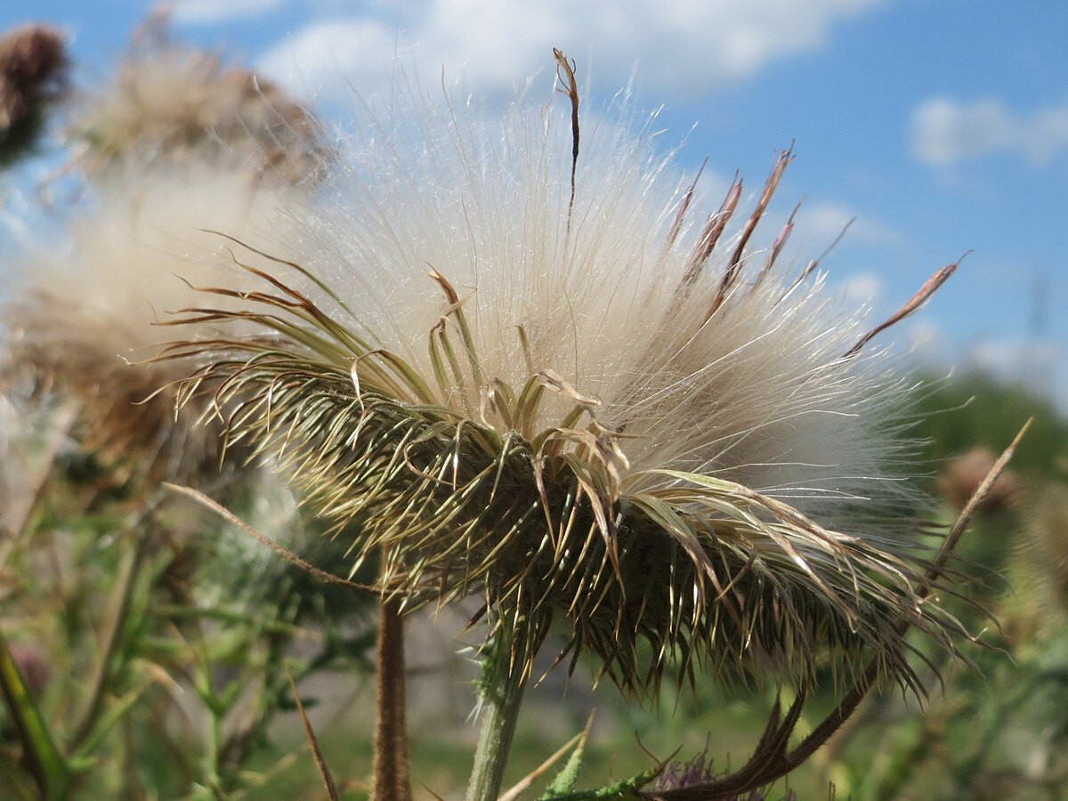 Best Genetics Largest Blooms Spear Thistle Bull 25 Seeds Hand Picked 2024 season