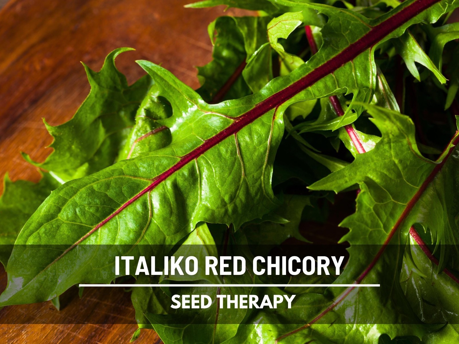 Red Italiko Chicory Seeds, Heirloom Culinary and Medicinal Herb, USA Grown