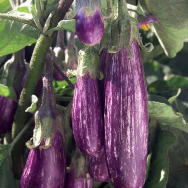 20 Graffiti Eggplant Seeds, NON-GMO, FREE SHIPPING