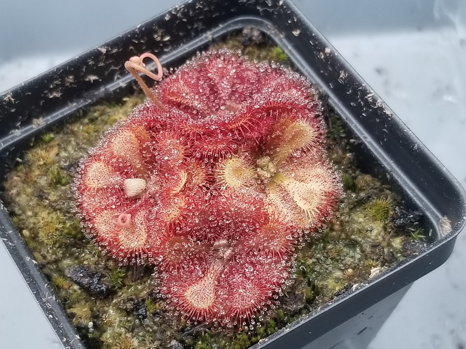 Drosera natalensis Seeds – Carnivorous Sundew Plant – Super easy to grow!
