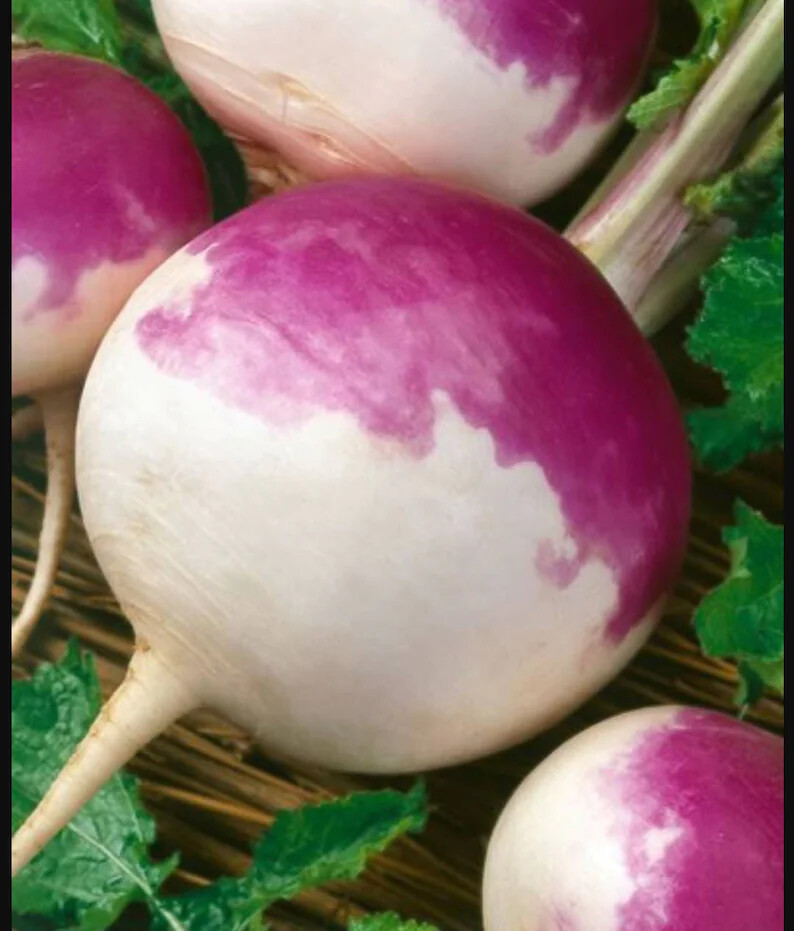 2000+ TURNIP SEEDS PURPLE TOP WHITE GLOBE NON-GMO HEIRLOOM VEGETABLE SPRING USA